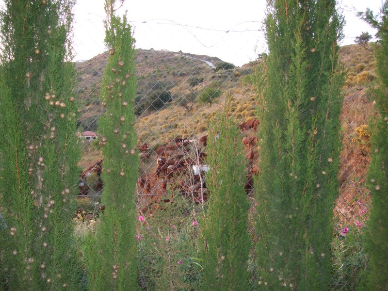 Anadalusien 2009 - 0110 